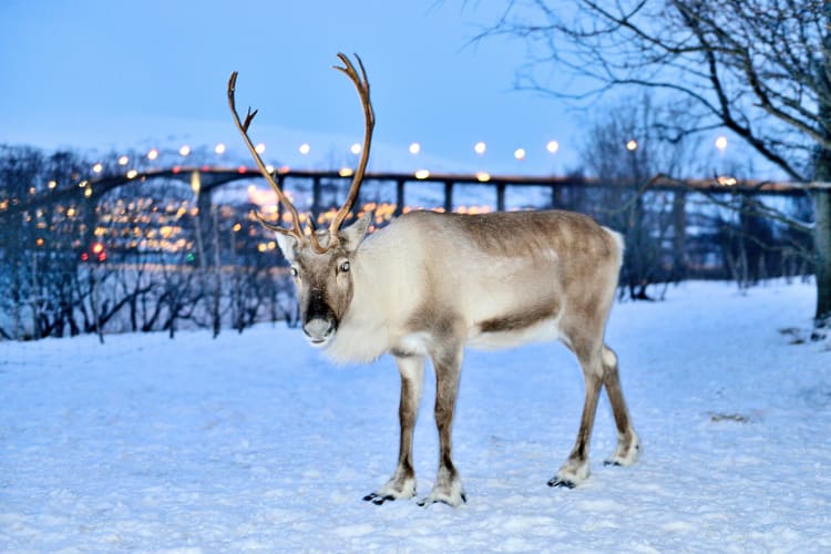 A reindeer standing out in the snow with lights in the background