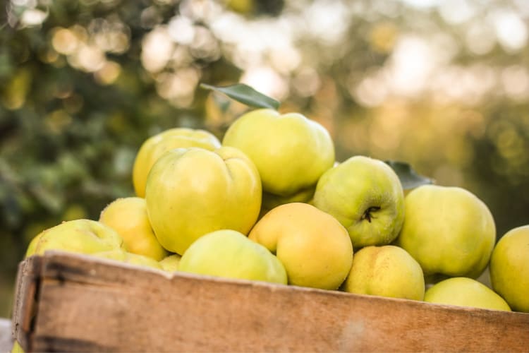 Quinces in a basket with trees behind