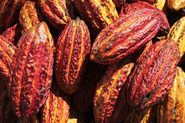 cacao