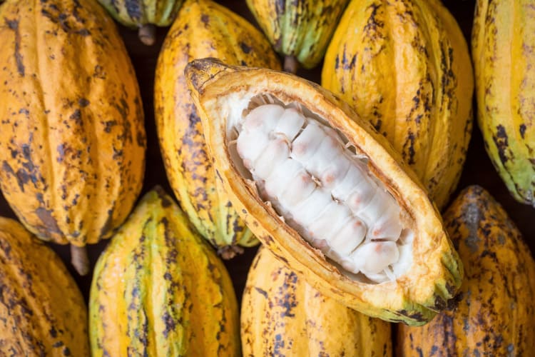 raw cacao