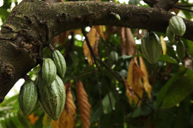 cacao tree