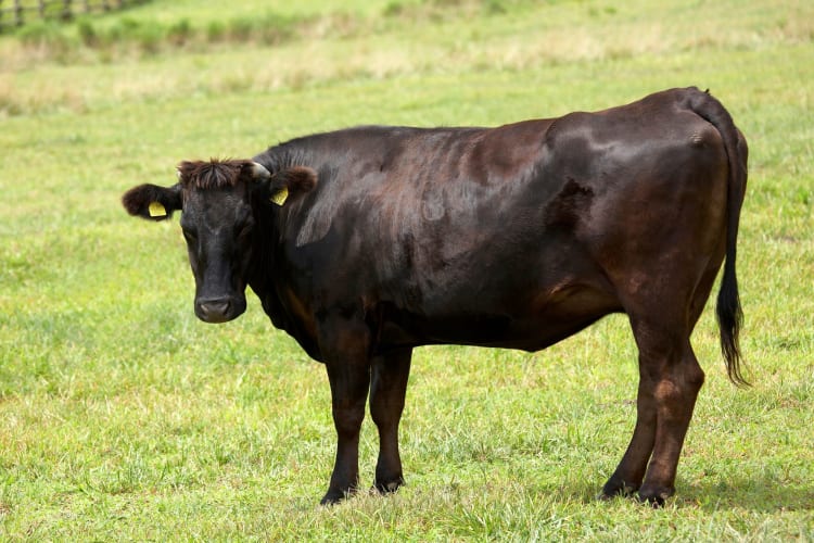 wagyu cow in Japan