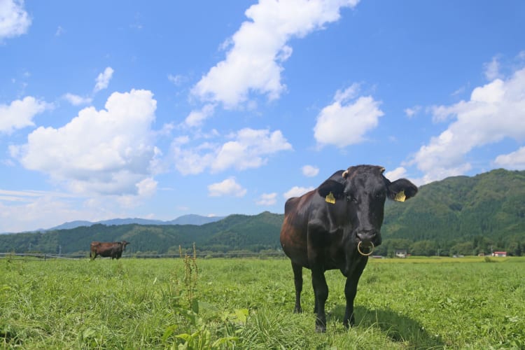 wagyu in Japan