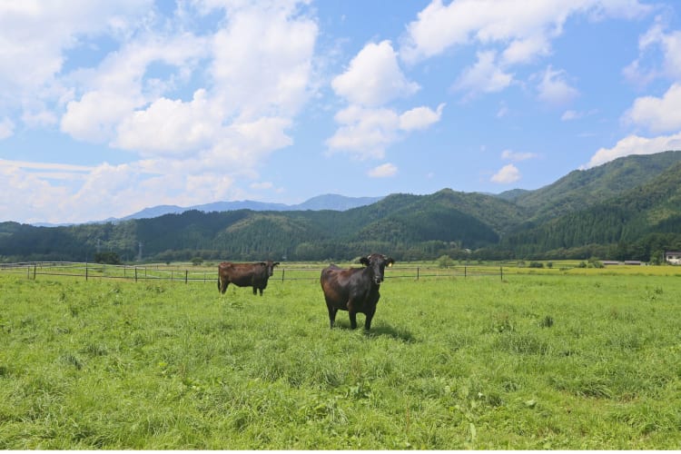 Why is wagyu beef so expensive? Partially the land.