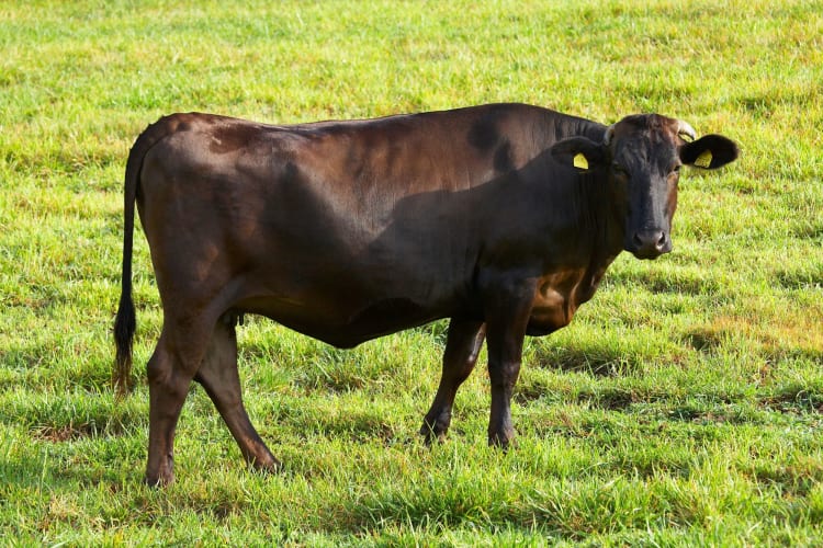 a grazing wagyu cow