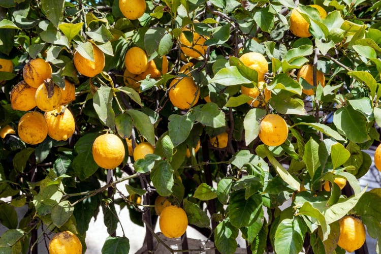 lemon tree