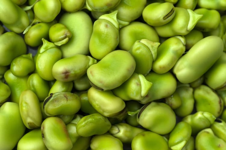 butter beans close up