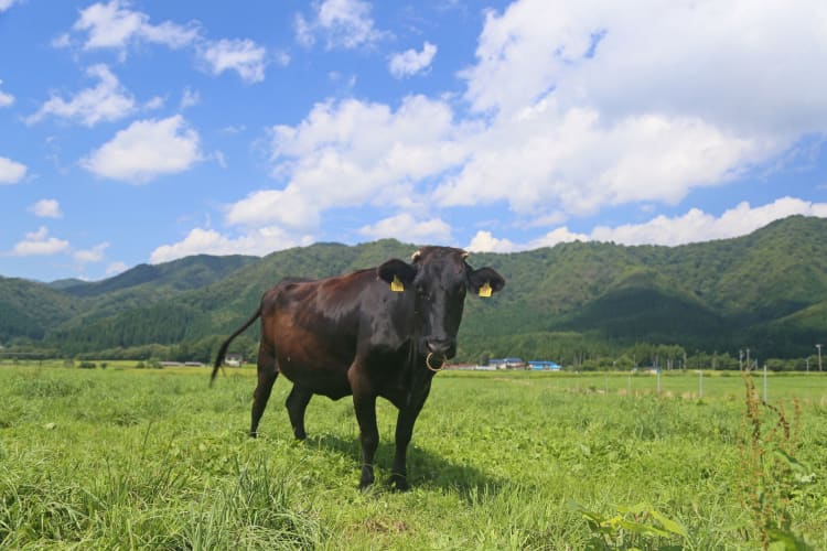 Japanese black cow