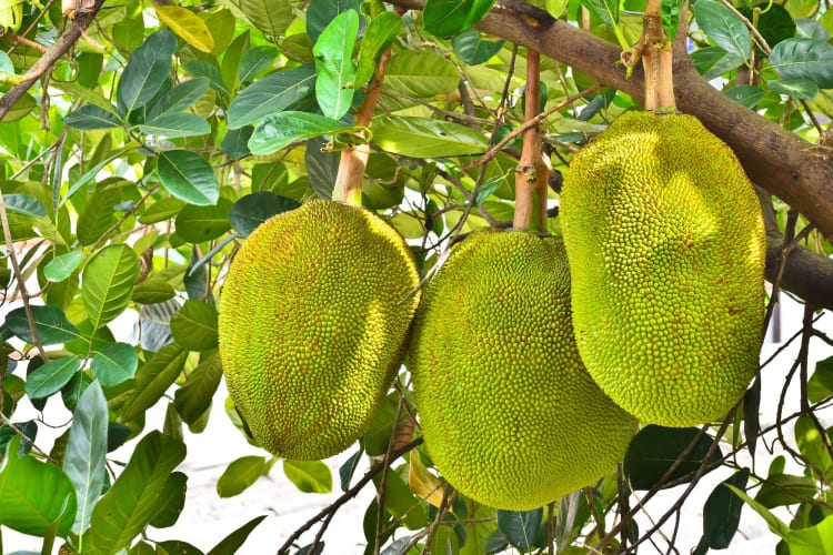 jackfruit on tree