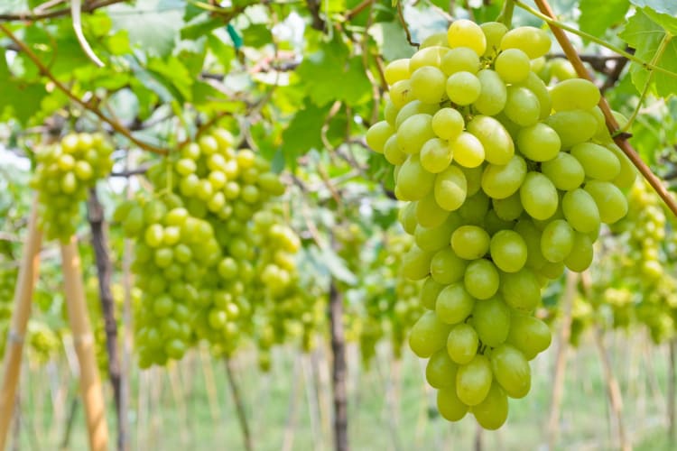 Cotton candy grapes were created by a horticulturalist.