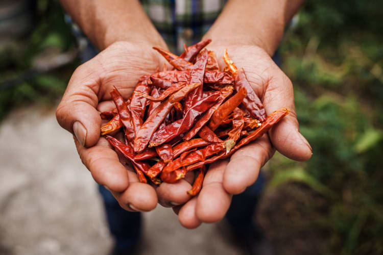 hands holding guajillo peppers