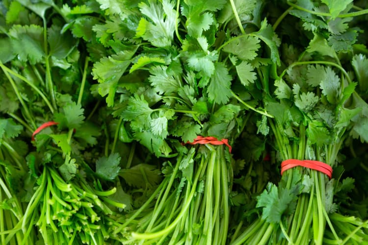 cilantro bunches