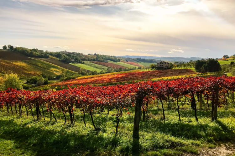 rows of red vineyards that produce Lambrusco wine