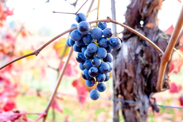 Lambrusco grapes