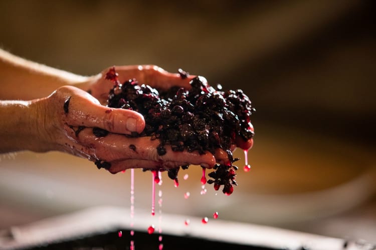 fermenting grapes