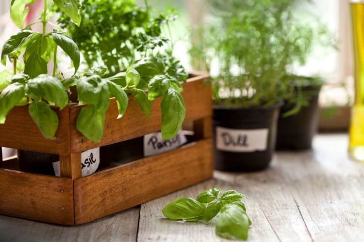 indoor herb garden