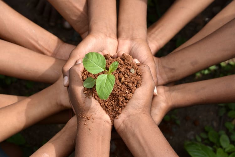 children's hands cupped in a heart holding soil and a green shoot