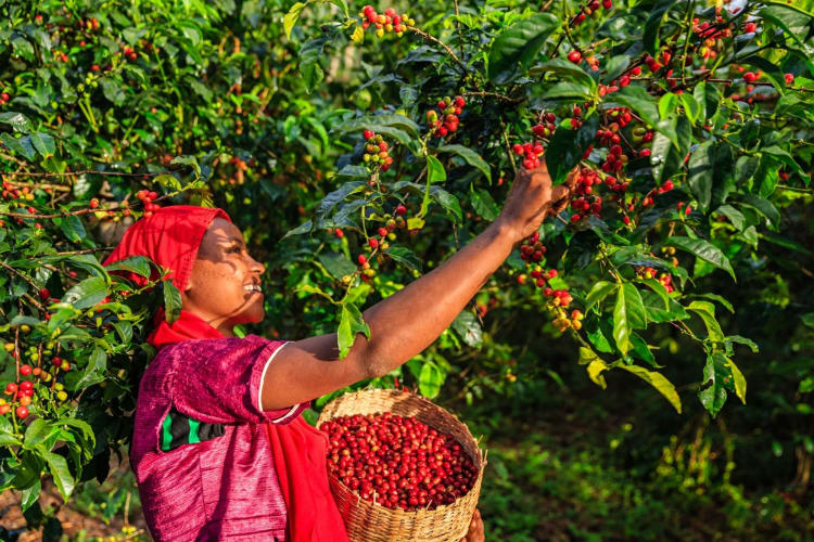 Ethiopian woman in bright red garb picking coffee cherries