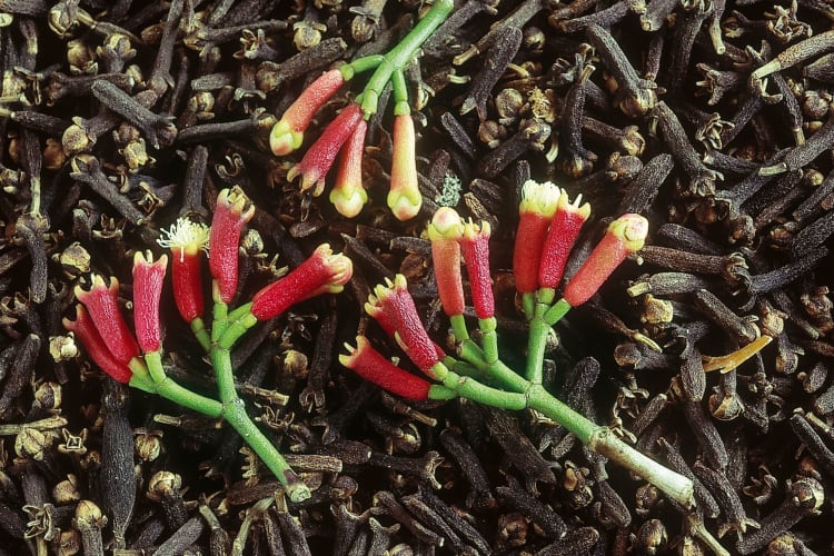 fresh cloves and dried flowers