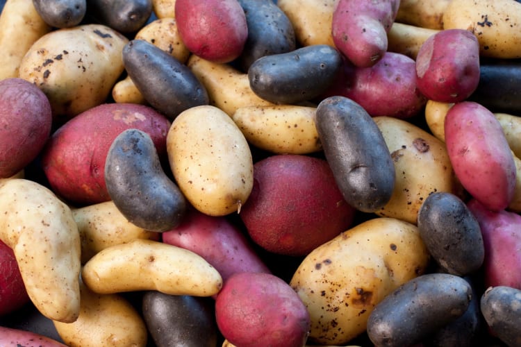 a variety of potato types