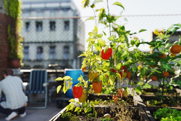 Start a community garden for World Food Day.