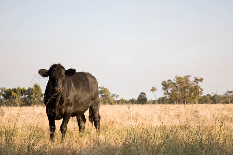 a grass-fed cow