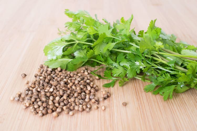 coriander seeds and cilantro 