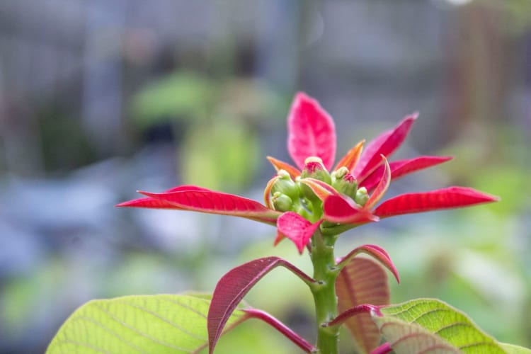 The San Diego Botanic Garden is a beautiful birthday idea in San Diego.