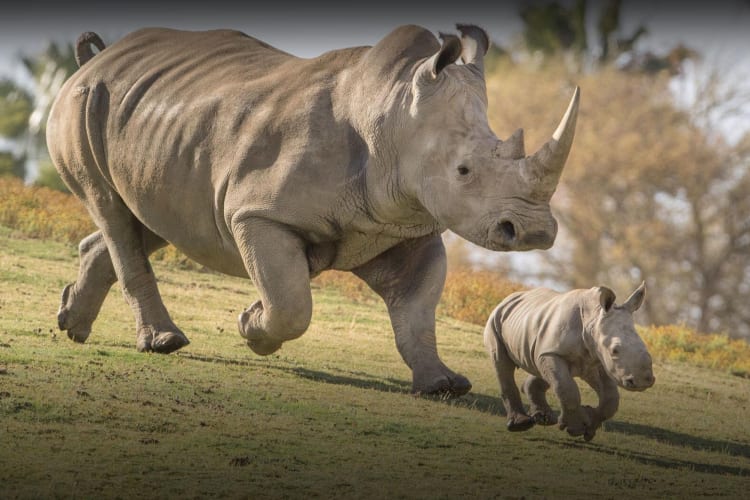 mother and baby rhino running