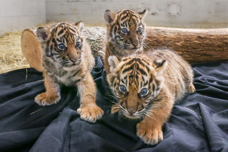 baby tigers