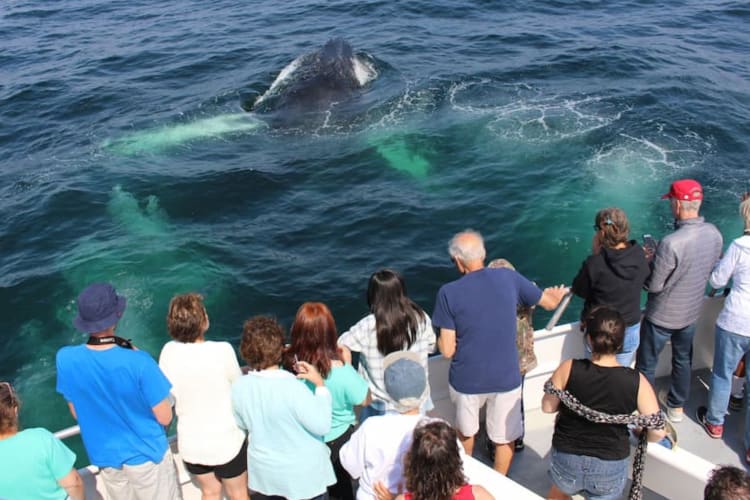 Whale-watching is a perfect experience gift in Boston.