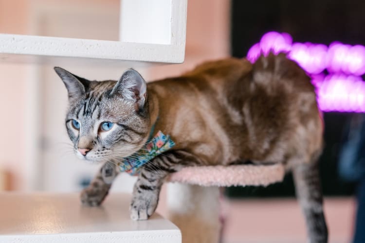 Cat Cafes are a great birthday idea in Seattle.