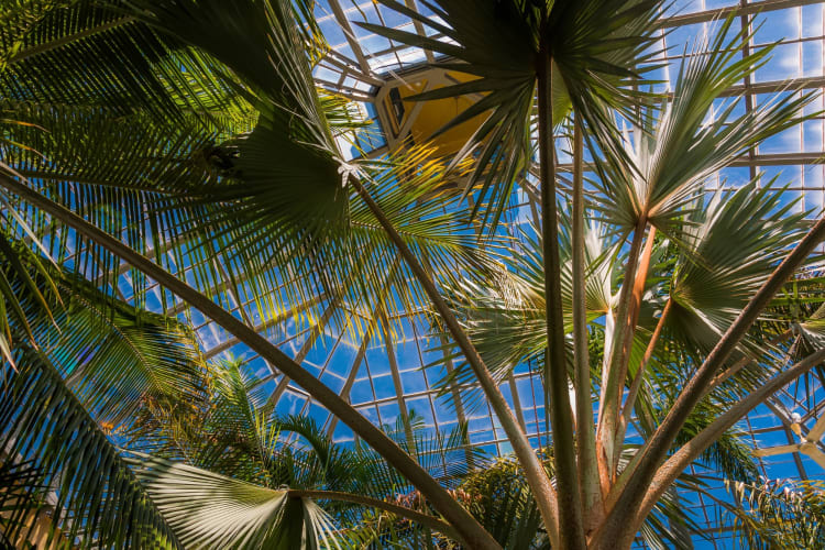 palm trees against the glass ceiling of the conservatory