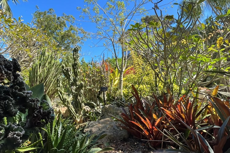 a lush, tropical garden with a variety of plant species