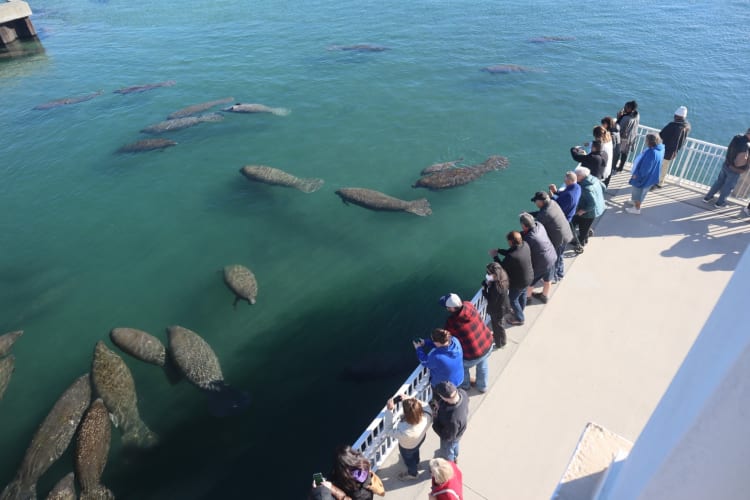 people standing on a harbor watching manatees in the water