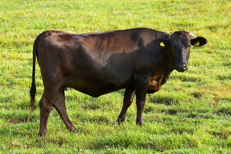 a wagyu cow