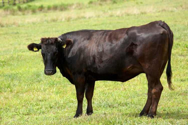 Japanese wagyu cow