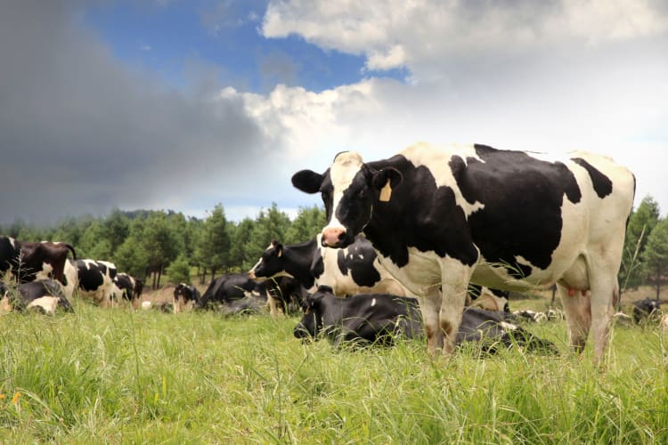 American wagyu is sometimes crossbred with Holsteins.