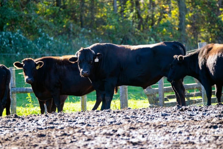 Japanese wagyu breeding bull in North America