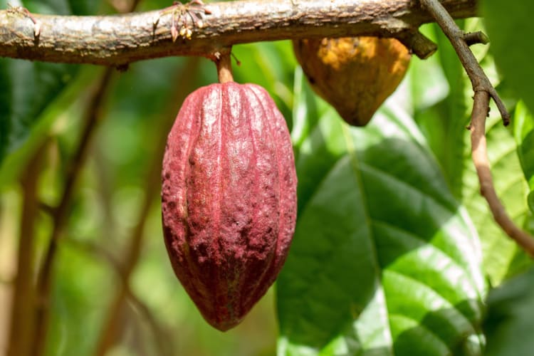 A ruby cacao pod on a tree