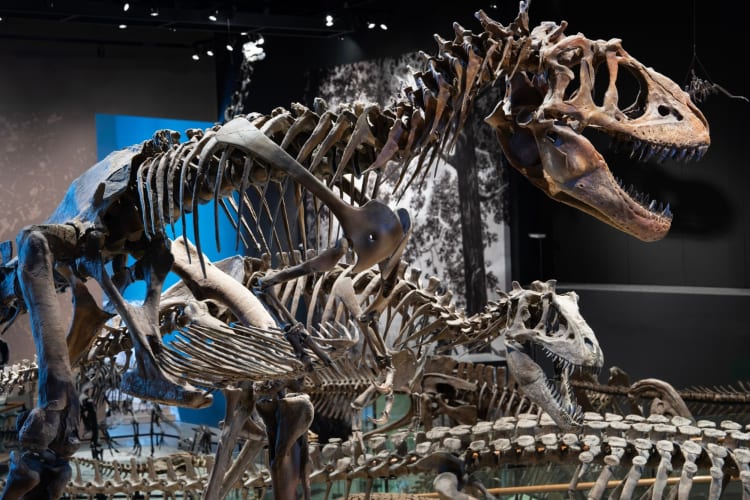 Dinosaur skeletons in a museum