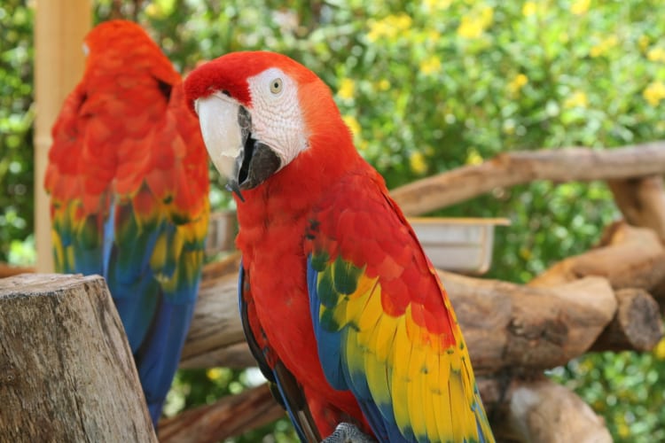 A colorful parrot in an enclosure 