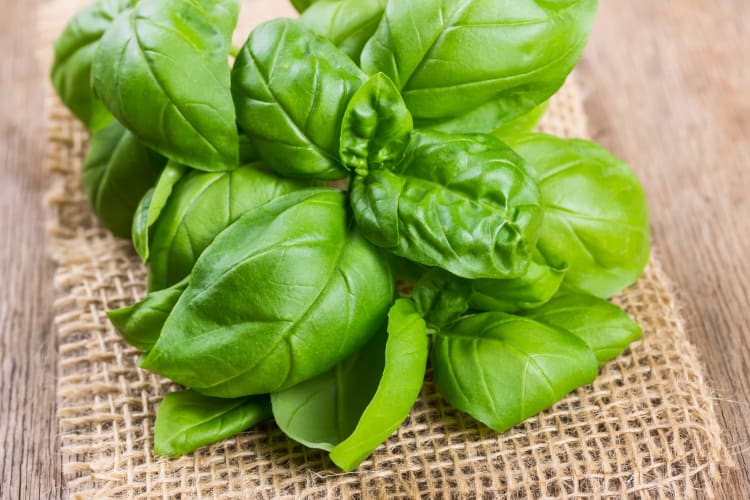 Basil can be used as a sage substitute