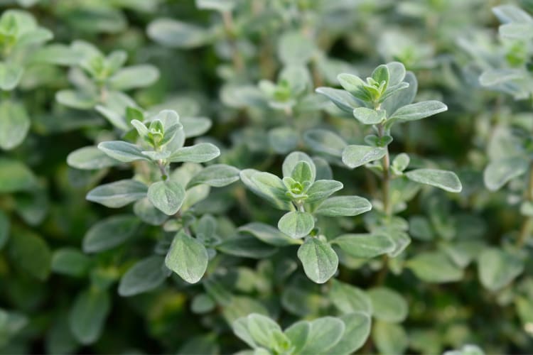 Marjoram is a good sage substitute