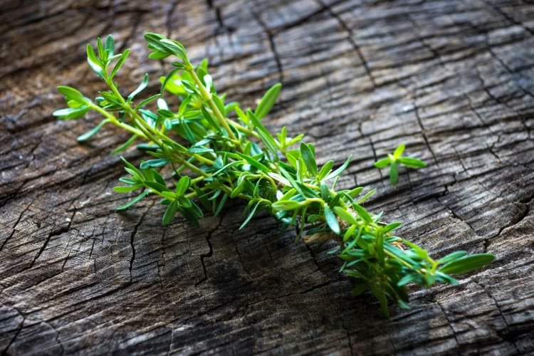 Summer or winter savory work well as sage substitutes