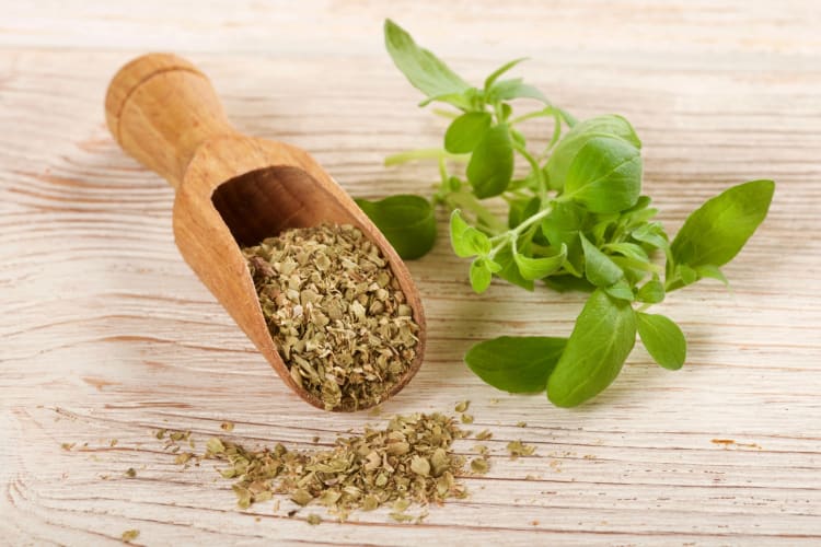 Fresh and dried oregano