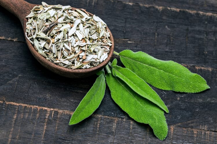 Italian spice, dried sage on a spoon, next to fresh sage leaves
