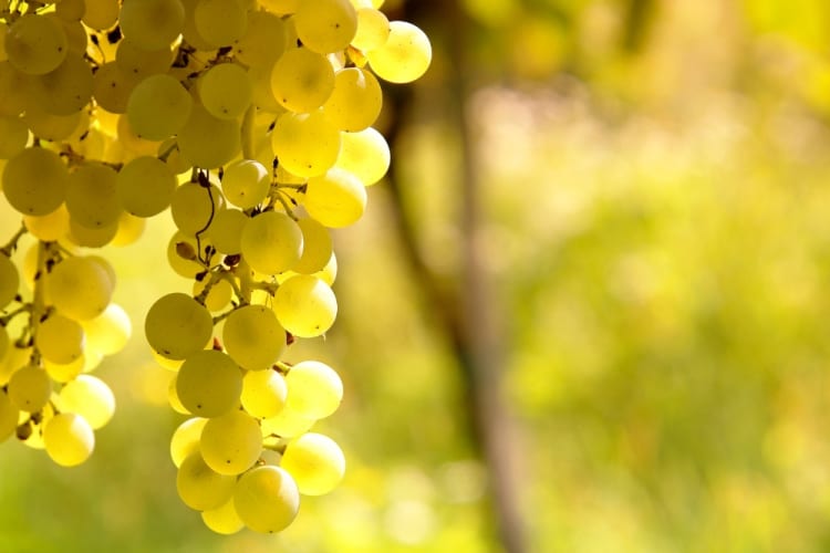 There are different grape types in pinot grigio vs. sauvignon blanc