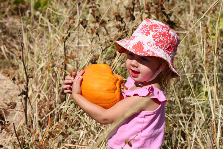 Little girl in pink clothing holding a pumpkin