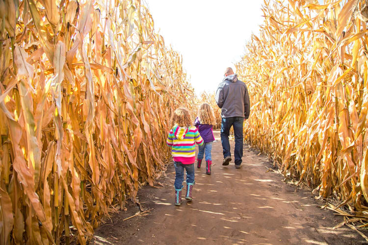 A father and his two daughters walking through a corn maze